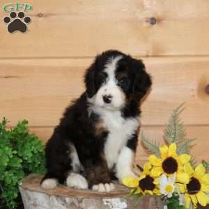 Apple – F1, Bernedoodle Puppy